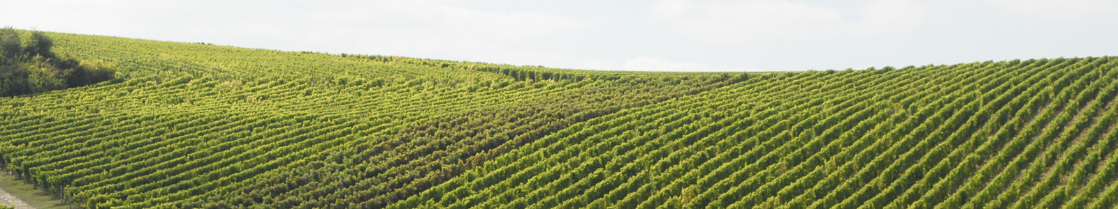 Blick auf einen Weinberghang ©Feuerbach